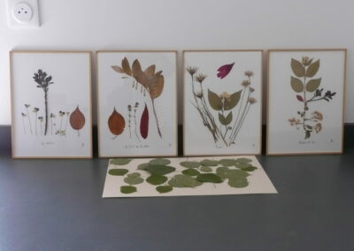 06 - Herbier