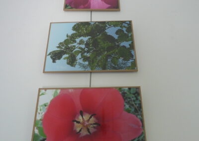 11 - Fleurs et feuilles