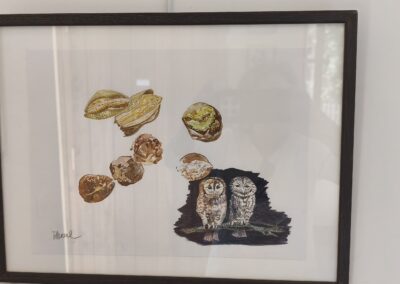 8 - Couple de Hulottes - noix et amandes